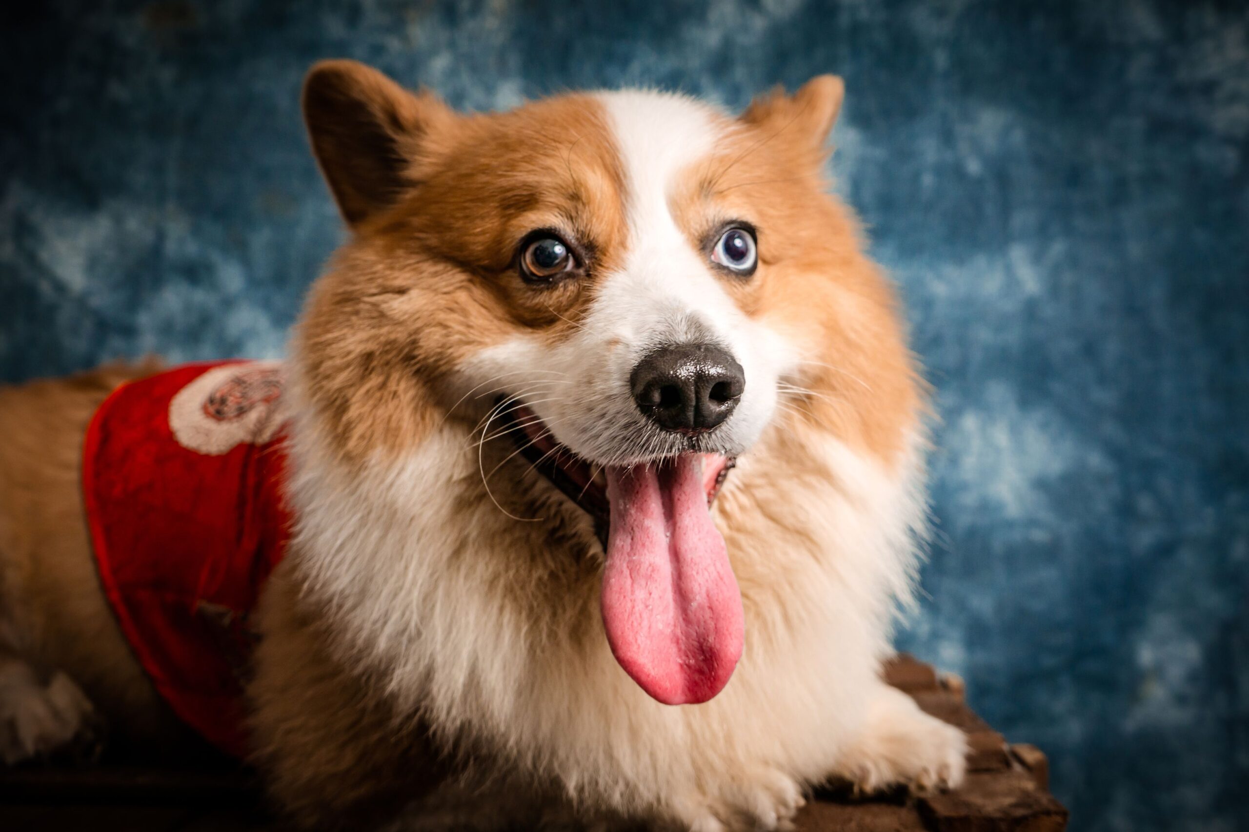 pexels-pet-foto-644780685-17613867